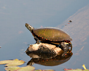 Obraz premium Painted Turtle Photo. Turtle resting on a log with body reflection and displaying its turtle shell, head, paws in its environment and habitat surrounding. Turtle Image. Picture. Portrait.
