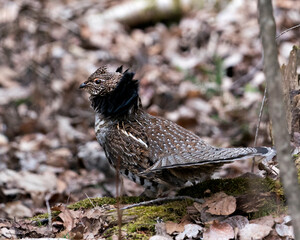 Partridge Stock Photos. Grouse struts mating plumage.  Mating season. Fan tail. Brown colour feathers plumage. Spring season. Image. Portrait. Picture.