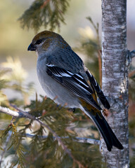 Pine Grosbeak Stock Photo. Close-up profile view, perched  with snow on beak and with a blur background in its environment and habitat. Image. Picture. Portrait.