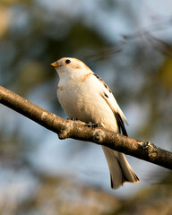 Snow bunting Photo Stock. Close-up view, perched on a tree branch with a blur background in its environment and habitat. Image. Picture. Portrait.