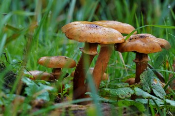 Autumn mushrooms in nature. Humid autumn climate with mold growth and natural adaptation for the seasons.