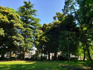 trees in the park