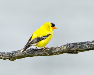 American Goldfinch Stock Photo and Image. Goldfinch bird perched on a branch with blue sky background in its environment and habitat surrounding displaying yellow plumage feather.