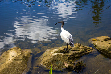 Ibis bird standing near water