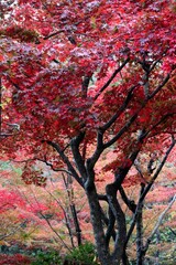 日本の美しい紅葉の風景