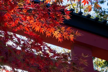 Tuinposter 神社の鳥居にかかる紅葉した美しいカエデ © c11yg