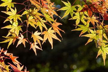 暗い背景に浮かび上がるカエデの紅葉