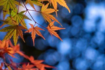 ぼけた背景に浮かび上がるカエデの紅葉