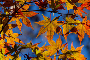 ぼけた背景に浮かび上がるカエデの紅葉