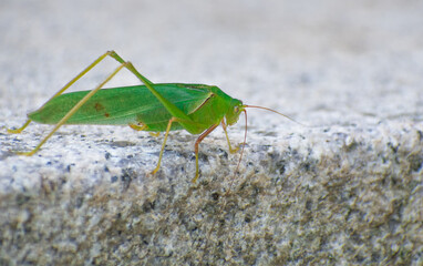 Closeup of a green grasshopper. 