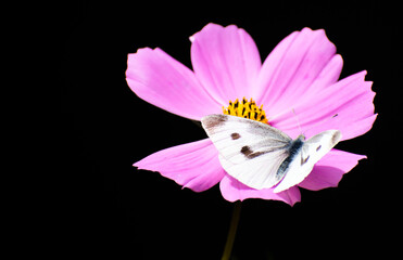 Closeup of a cabbage white butterfly on a pink cosmos flower. Latin name, pieris rapae