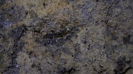 close up of a glow worm on a tunnel wall at lithgow
