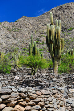The ruins of Quilmes, an archaeological site surrounded by rocky hills and  cardones cacti in the Valles Calchaqu&iacute;es, Tucum&aacute;n Province, Argentina