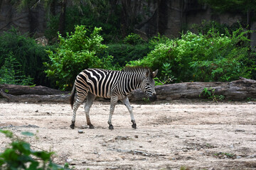 Fototapeta na wymiar The zoo has many kinds of animals.