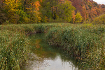 autumn in the forest