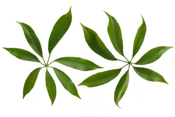 green  leaf isolated on white background