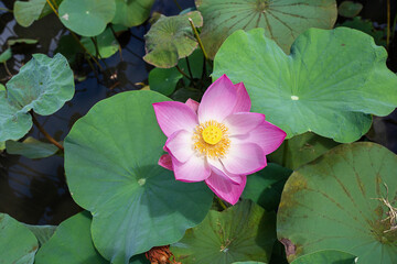 Top view of big pink lotus (Nelumbo nucifera) was blooming in the pond or canal. This lotus has...