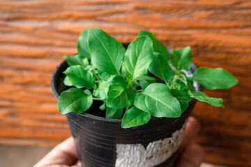 Hand holding young holy basil plant on a plastic black pot.