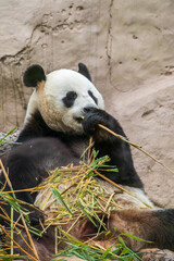 Fototapeta premium The Giant Panda Bear sits while eating a bamboo stalk