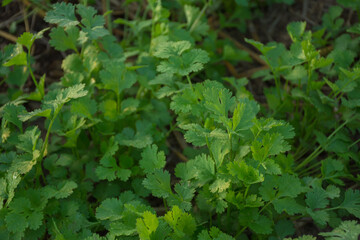 Fresh plant in vegetable garden,soft focus.