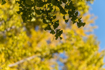 ginkgo tree