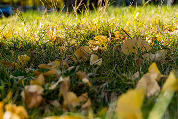 ginkgo tree