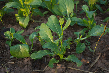 Fresh plant in vegetable garden,soft focus.