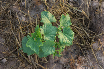 Fresh plant in vegetable garden,soft focus.