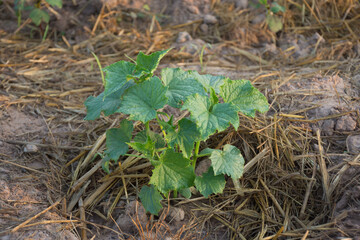 Fresh plant in vegetable garden,soft focus.