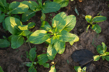 Fresh plant in vegetable garden,soft focus.