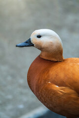 Ruddy shelduck Tadorna ferruginea stands on stone pavement