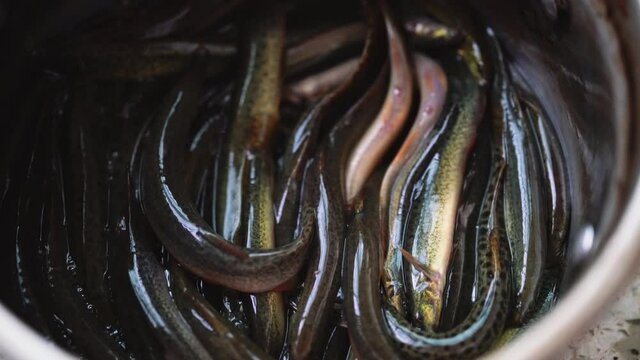 Close-up of live rice eel farmed in water basin