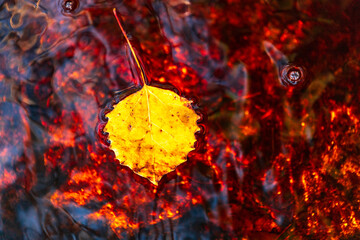 Foliage beautiful fall autumn colors yellow leaf in the water stream