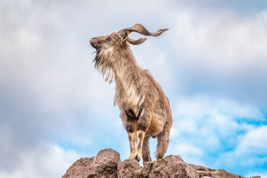 Markhor, Capra falconeri, wild goat native to Central Asia, Karakoram and the Himalayas standing on rock on blue sky background