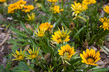 Yellow flowers in the garden