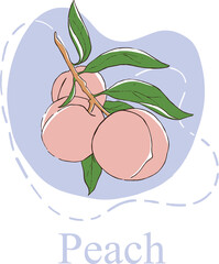 illustration of a peach on a branch with the inscription. Vector illustration