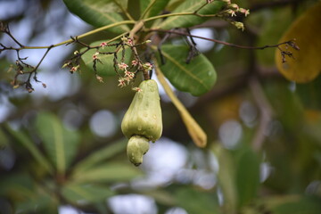 The cashew tree, Anacardium occidentale is a tropical evergreen tree that produces the cashew seed and the cashew apple accessory fruit.  Vernacular names of Indonesia is jambu Monyet.
