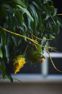 A white-eyed parakeet (Psittacara leucophthalmus) eating a mango in an urban residential area of Rio de Janeiro, Brazil