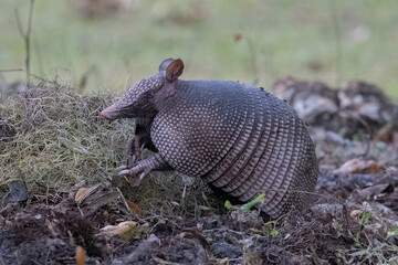 Foraging Armadillo Full Body Profile View