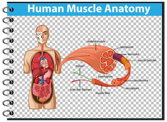 Human muscle anatomy with body anatomy