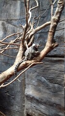 Small Monkey in A Zoo