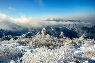 겨울눈꽃,운해가 있는 환상의 산풍경