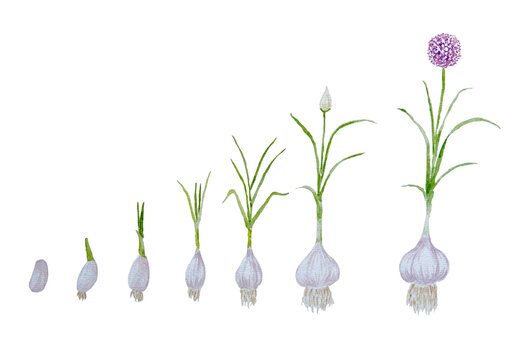 Watercolor Painting of Growing of Garlic isolated on white Background