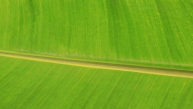 green banana leaf