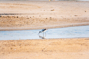 The pied avocet, Recurvirostra avosetta, is a large black and white wader with long, upturned beak