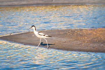 The pied avocet, Recurvirostra avosetta, is a large black and white wader with long, upturned beak