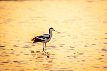 Water bird pied avocet, Recurvirostra avosetta, standing in the water in orange sunset light. The pied avocet is a large black and white wader with long, upturned beak