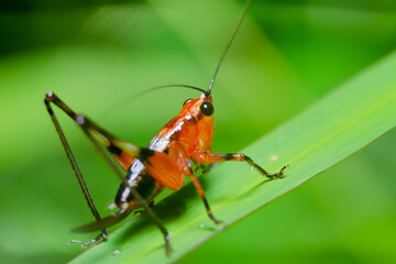 a beautiful beetle on a leaf