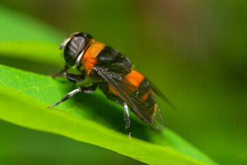details of the robberfly head