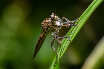 Robber fly on the branch looking for prey